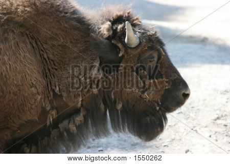 Bison Buffalo