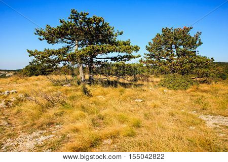 View of black pine in the Stena mountain