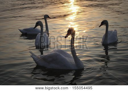 Lake waters glinting sunlight in sunset with swans