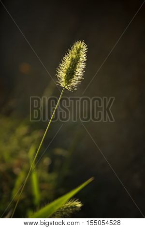 meadow grass flower evening against the sun