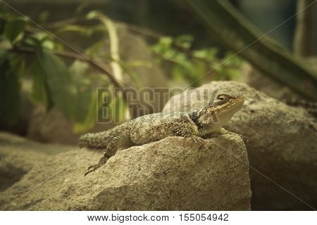 living in a terrarium lizard resting on a rock