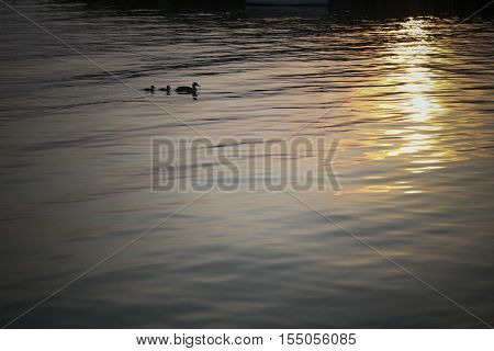 wild ducks family swimming on the lake sunset