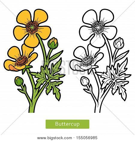 Coloring book for children, yellow flower Buttercup