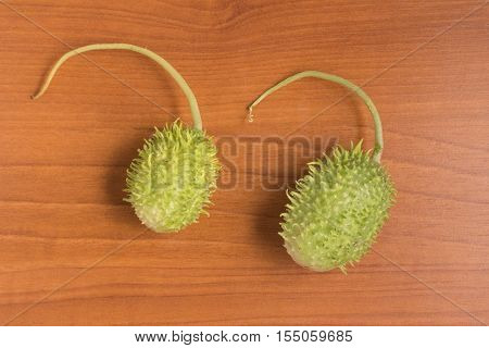 Brazilian Maxixe. Gherkin over a wooden table