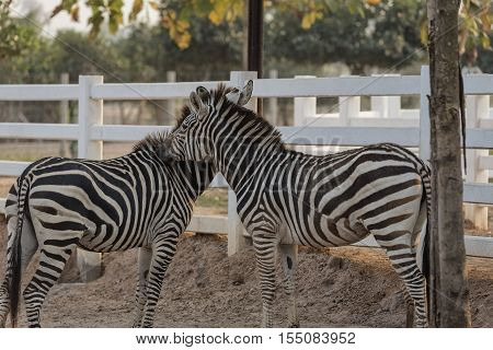 Two zebra portrait at zoo in Thailand.