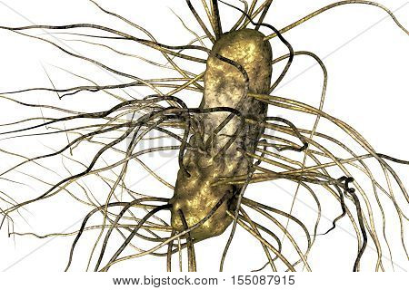 Escherichia coli bacterium isolated on white background, 3D illustration. Gram-negative bacterium with flagella which is part of normal enteric microflora and also causes enteric infections