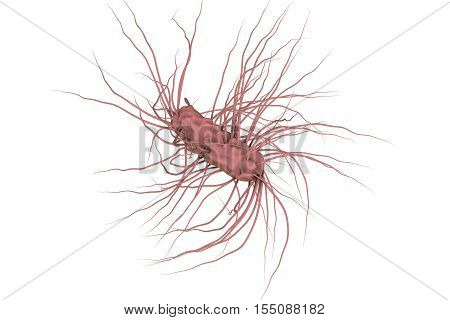 Escherichia coli bacterium isolated on white background, 3D illustration. Gram-negative bacterium with flagella which is part of normal enteric microflora and also causes enteric infections