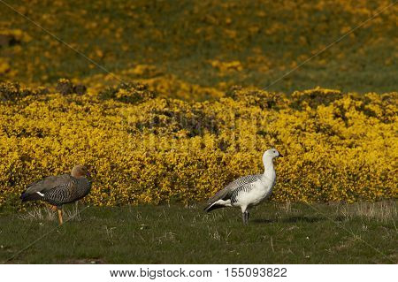 Pair of Upland Geese (Chloephaga picta leucoptera) walking past flowering gorse on Carcass Island in the Falkland Islands.