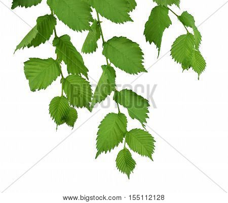(Ulmus Laevis) Elm Leaves isolate on white background without shadows. Branch with leaves. Close-up. Spring. Summer. Nature in detail.