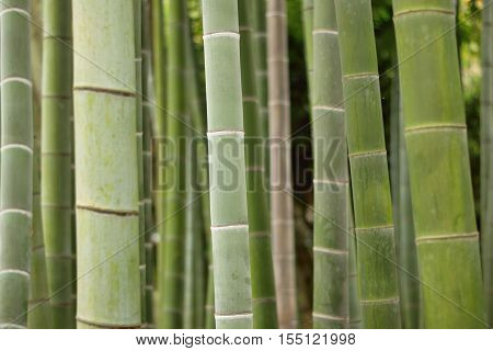 Background Texture Of Japanese Green Bamboo Forest