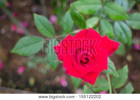 Red roses bush in the garden stock photo