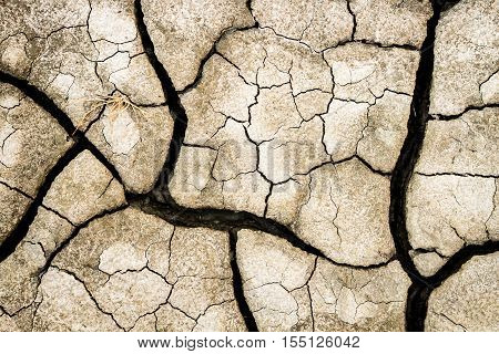 Dead plany on dry land as background