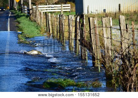 Salmon swim across the street trying to get back to the river
