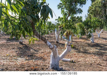 Grafting on a mango tree in field