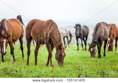 Horses grazing in a meadow in autumn