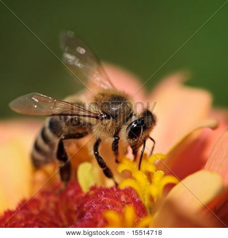 Honey bee sbírá nektar květin