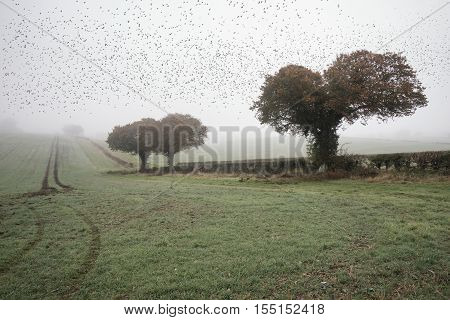 Starling Murtmuration In Foggy Misty Autumn Morning Landscape In British Countryside