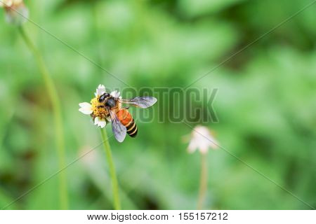Bee on white flower collecting pollen suck nectar