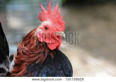 chicken colorful ( species hen serama in farm south of Thailand )