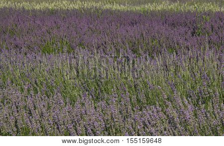 Photo of lavender field in Provence in Europe