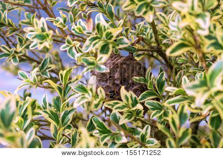 Vespiary. Wasps have placed him in the branches of a bush. For leaves it unobtrusively.