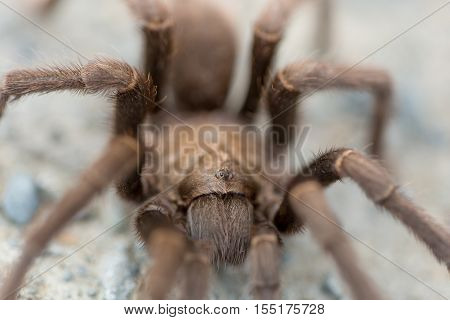Tarantula (Aphonopelma) in mating season. Contra Costa County, California, USA, Fall 2016