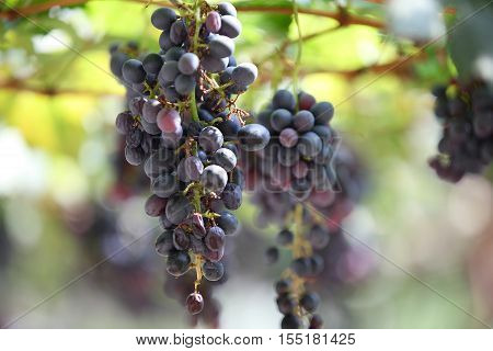 Bunches of grapes in the vineyard Thailand South East Asia