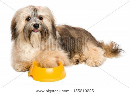 Happy Havanese puppy is asking dog food her hand is inside a yellow feeding bowl - isolated on white background