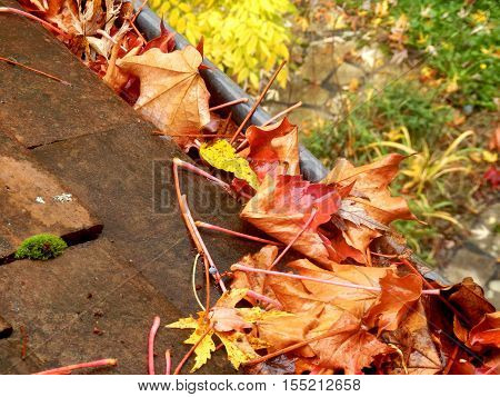Gutter full of leaves following leaf fall in Autumn