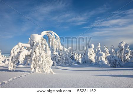Sunny winter landscape with frozen snowy trees. Pyha-Luosto National Park, Lapland, Finland.