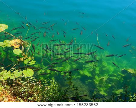 Small fish in Croatia. Beauty blue wather.