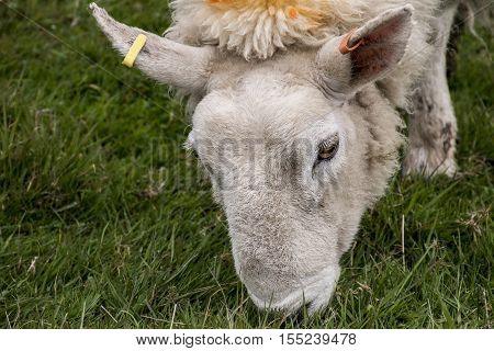Sheep herd with baby sheep farm on green gras in scotland closeup