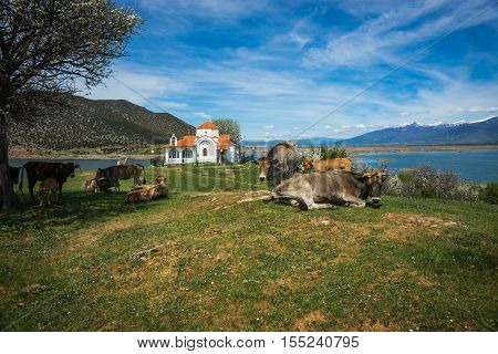 Cows On Island Of St. Ahileos At Lake Prespa, Greece