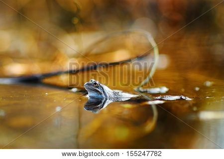 Common Green Frog In Water