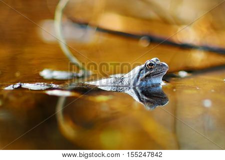 Common Green Frog In Water
