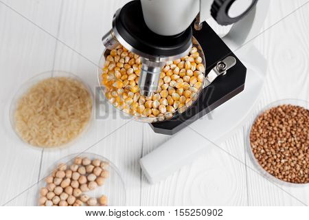 corn in petri dish for analysis in laboratory with microscope wooden background no one close up