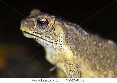Tropical toad at night under rain, Thailand