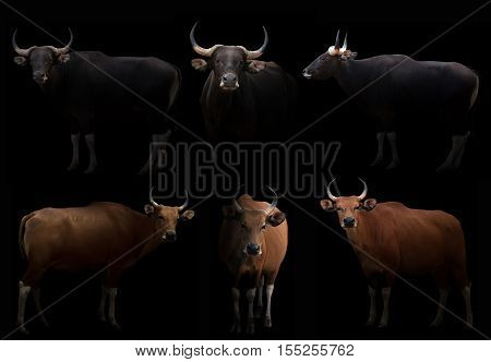 Male Banteng Hiding In The Dark