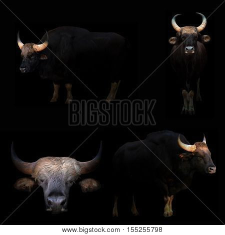 Gaur Hiding In The Dark
