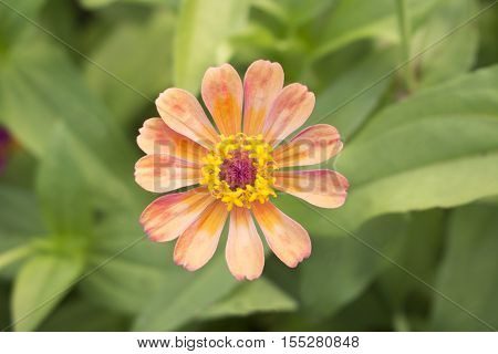 Colorful flower pink Zinnia flower in the garden.