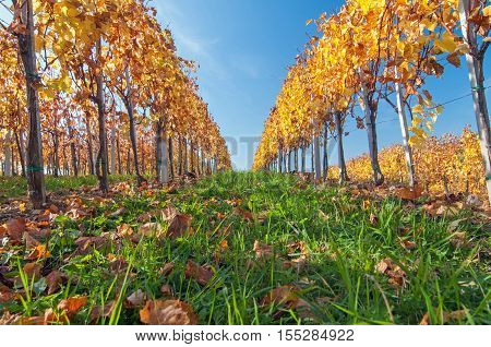 Yellow coloured grapevine leaves on a bright sunny autumn day
