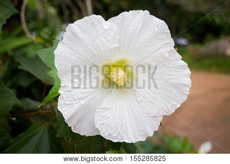 White hibiscus or shoe flower (chaba) stock photo