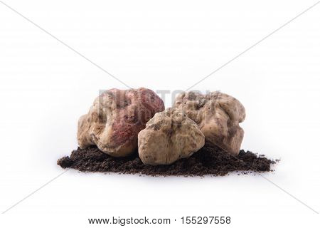 Alba White Truffle