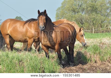 Workhorse. Grazing in the pasture. Meadow in the valley of the Bug.