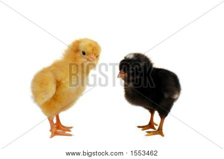 Pollitos amarillos y negros