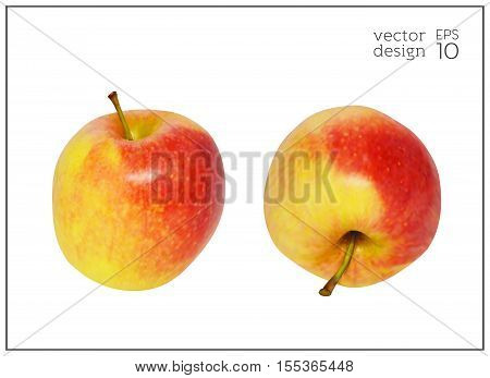 Realistic red and yellow apples iIsolated on white background. Natural fruit. Collection of dietary products. Elements for design. Vector illustration EPS 10.
