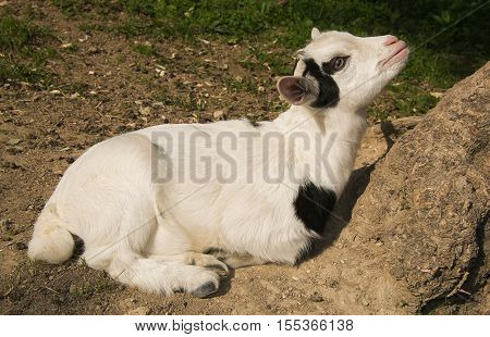Portrait of pretty baby goat looking up