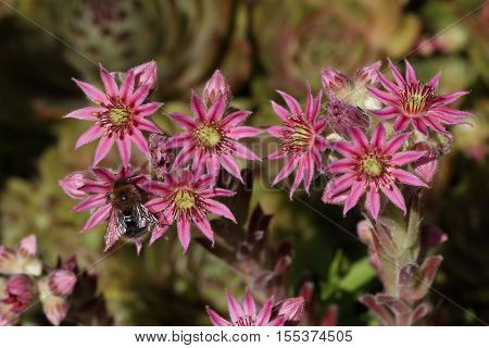 Sempervivum flower / Flowering sempervivum in macro shot