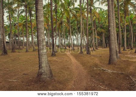 palm grove with a trodden footpath in Goa