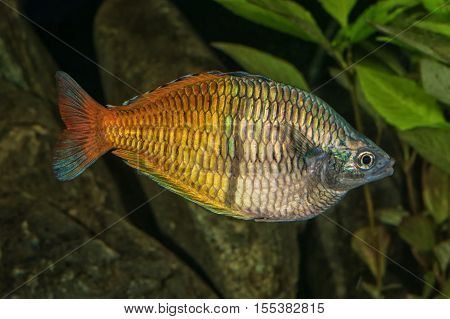Portrait Of Rainbowfish (melanotaenia Boesemani) In Aquarium